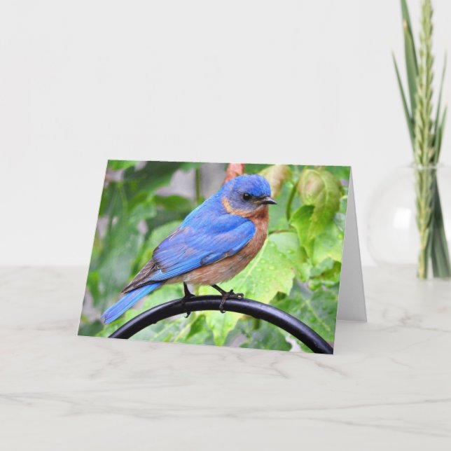 Cartão Rainy Day Bluebird Greeting Card, Blank Inside (Frente)