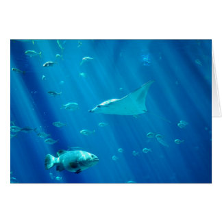 Cartão Raio de Sting de flutuação