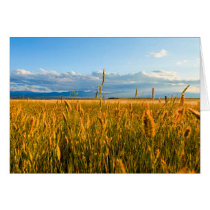 Cartão Raios de sol sobre campo de trigo com montanhas