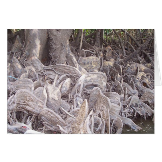 Cartão Raízes de Mangrove (Frente Horizontal)