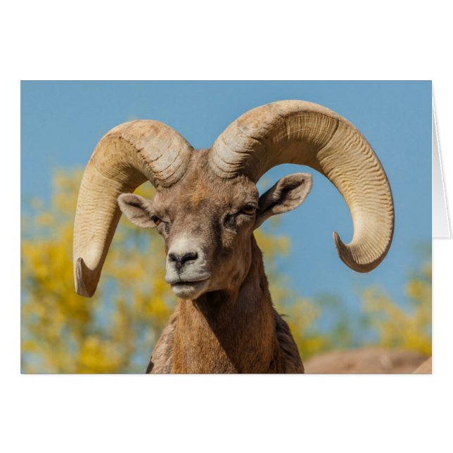Cartão Ram Desert Bighorn (Frente Horizontal)