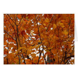 Cartão Ramais de Folhas de Maple I Orange Autumn