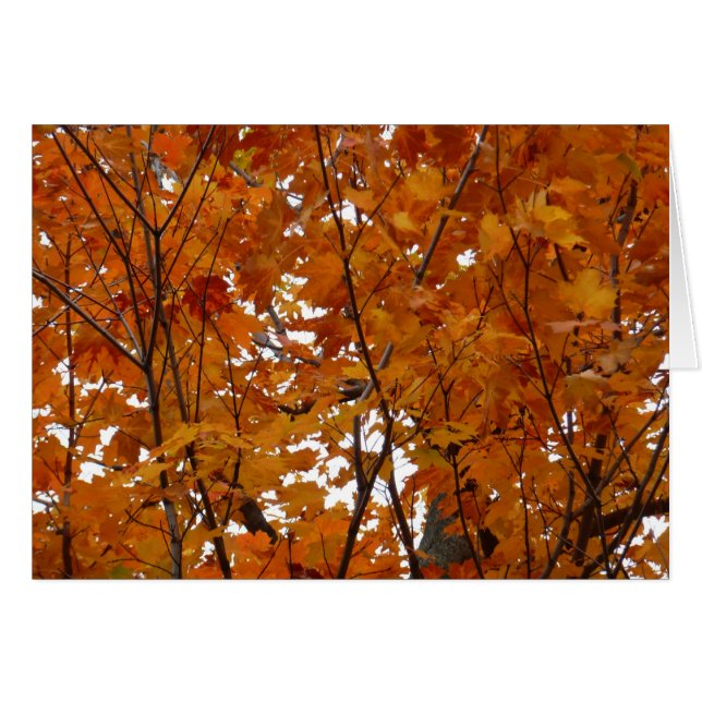 Cartão Ramais de Folhas de Maple I Orange Autumn (Frente Horizontal)