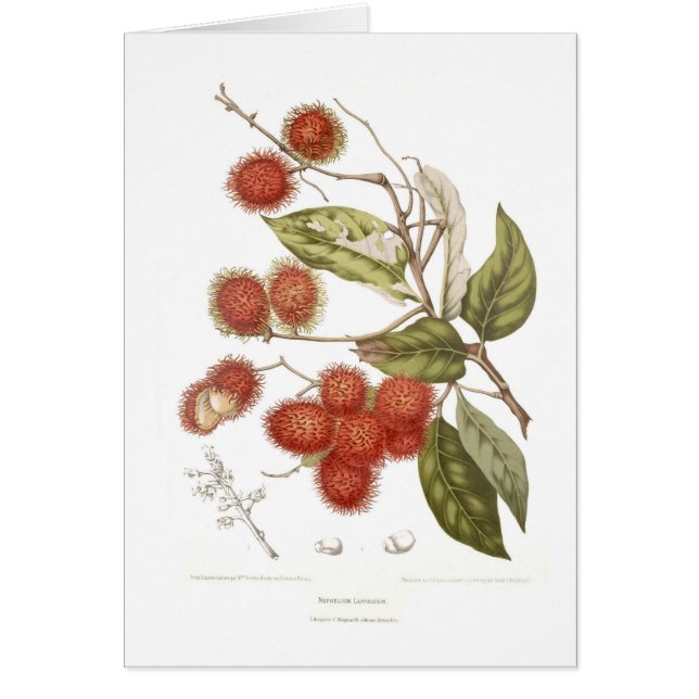 Cartão Rambutan (Frente)
