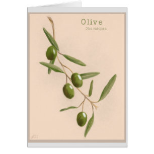 Cartão Ramo de oliveira