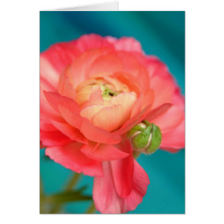 Cartão ranóculo com botão