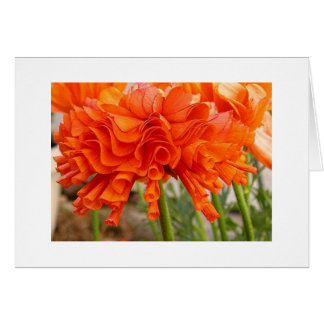 Cartão Ranúnculo Ruffled