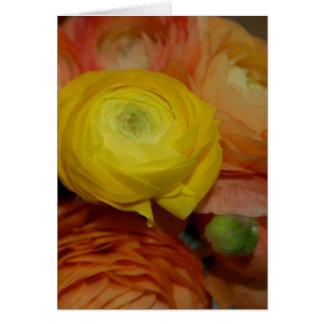 Cartão Ranunculus Amarelo