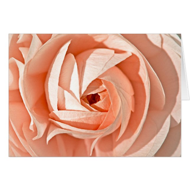 Cartão Ranunculus Swirl (Frente Horizontal)