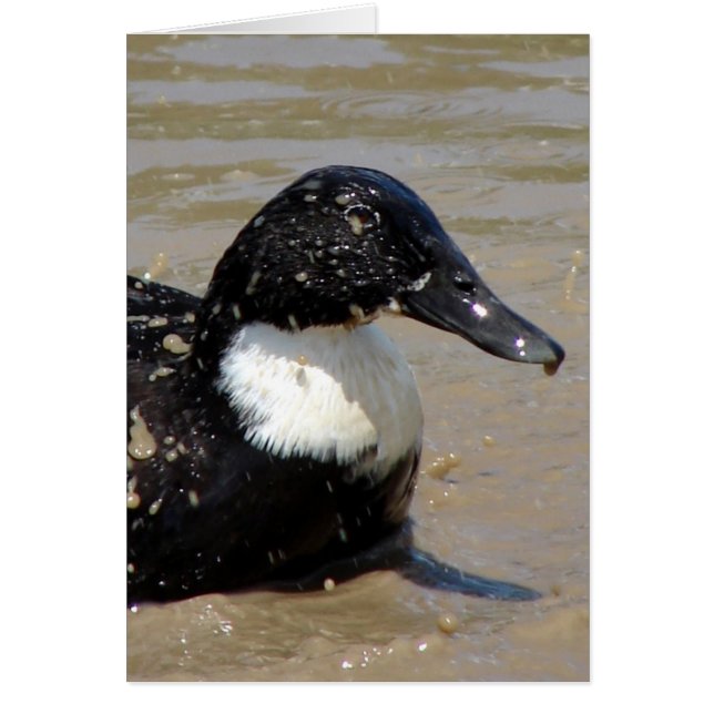 Cartão Rápido, o pato (Frente)