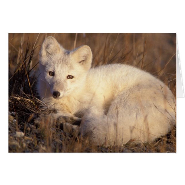 Cartão raposa-árctica, Alopex lagopus (Frente Horizontal)