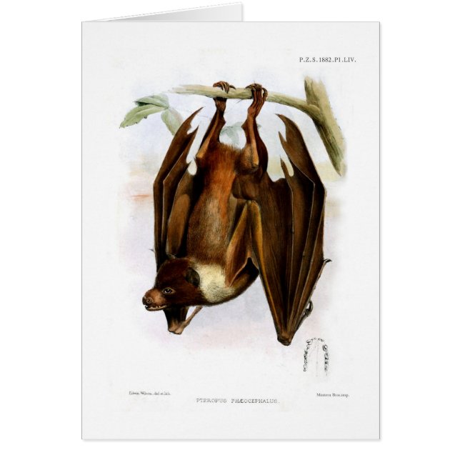 Cartão Raposa de vôo (Frente)