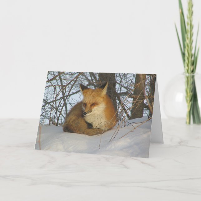 Cartão Raposa em repouso (Frente)