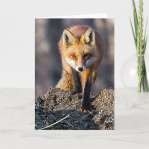 Cartão Raposa furtiva