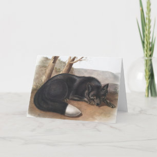 Cartão Raposa Negra Americana ou Prateada (Vulpes fulvus)