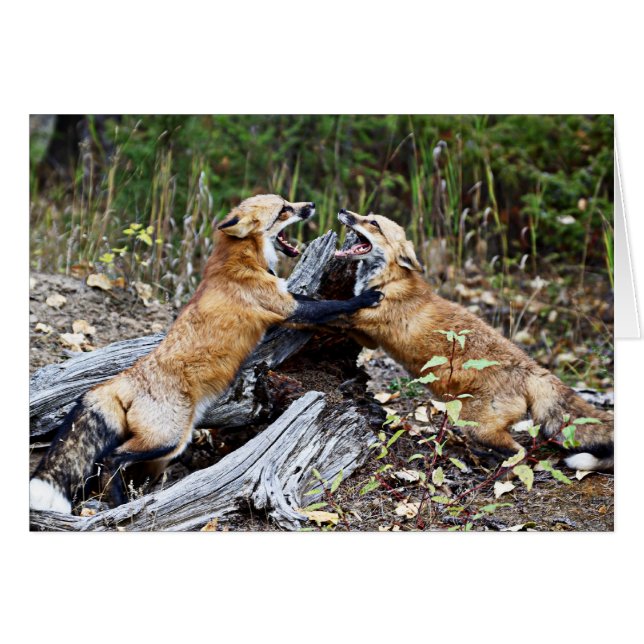 Cartão Raposa Vermelha - Luta (Frente Horizontal)