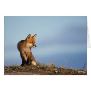 Cartão Raposa vermelha, Vulpes vulpes
