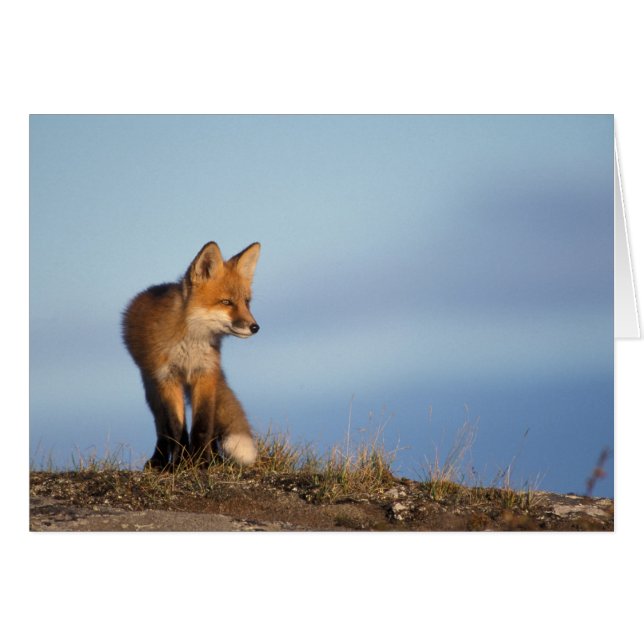 Cartão Raposa vermelha, Vulpes vulpes (Frente Horizontal)