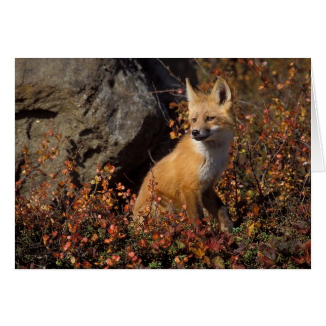 Cartão Raposa vermelha, Vulpes vulpes (Frente Horizontal)
