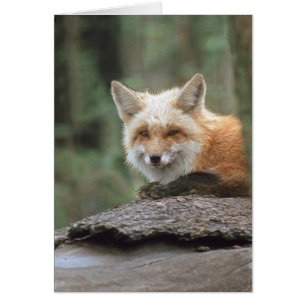 Cartão Raposa Vermelha (Vulpes vulpes)