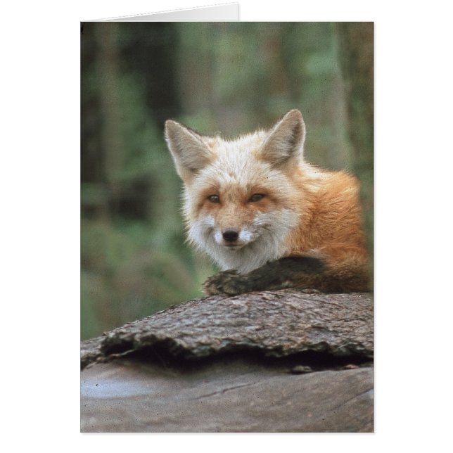 Cartão Raposa Vermelha (Vulpes vulpes) (Frente)