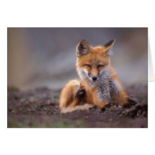 Cartão raposa-vermelha, Vulpes vulpes, filhote coçando-se