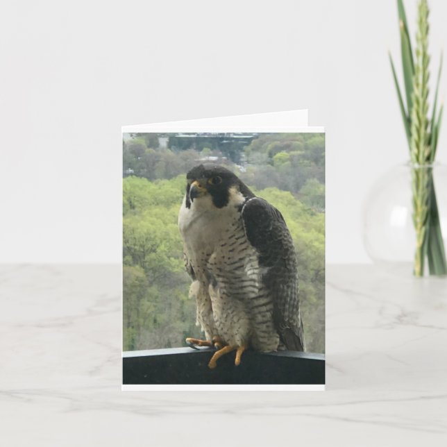 Cartão raptor (Frente)