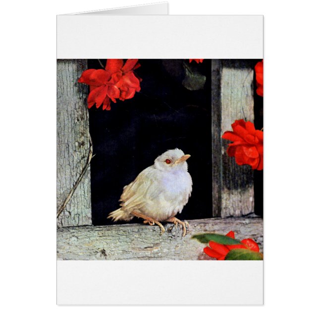 Cartão RARE albino robin (Frente)