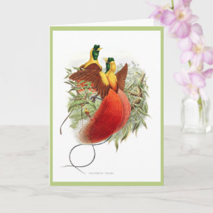 Cartão Raros beija-flor - Loddigesia Mirabilis