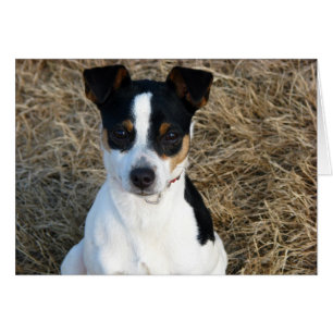 Cartão Rat Terrier