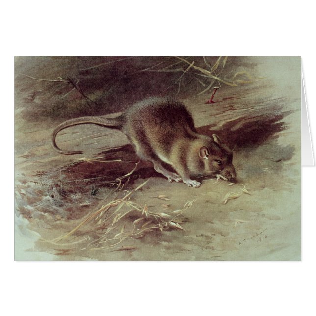 Cartão Rato de Brown 1918 (Frente Horizontal)