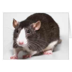 Cartão Rato de Brown com chama branca no nariz