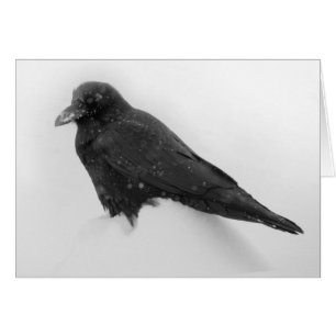 Cartão Raven na placa de neve