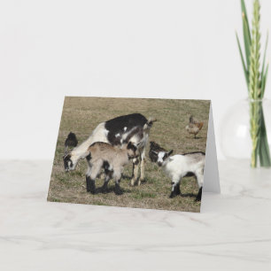 Cartão Reba, Patti, Shamrock e Galinhas