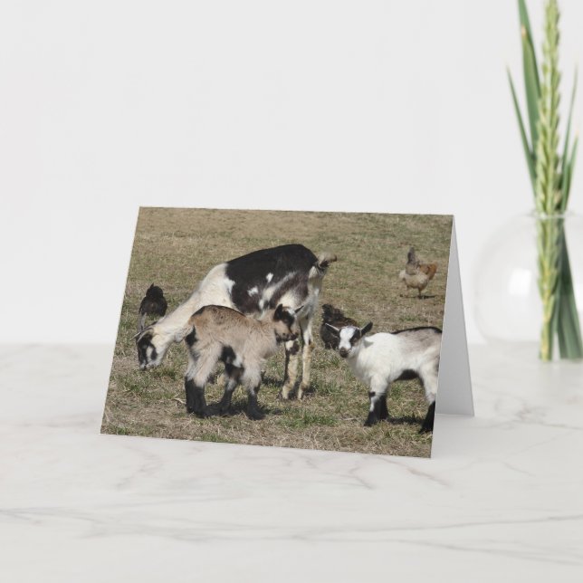 Cartão Reba, Patti, Shamrock e Galinhas (Frente)