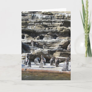 Cartão Recolha de pinguins