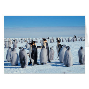 Cartão Recolha de pinguins