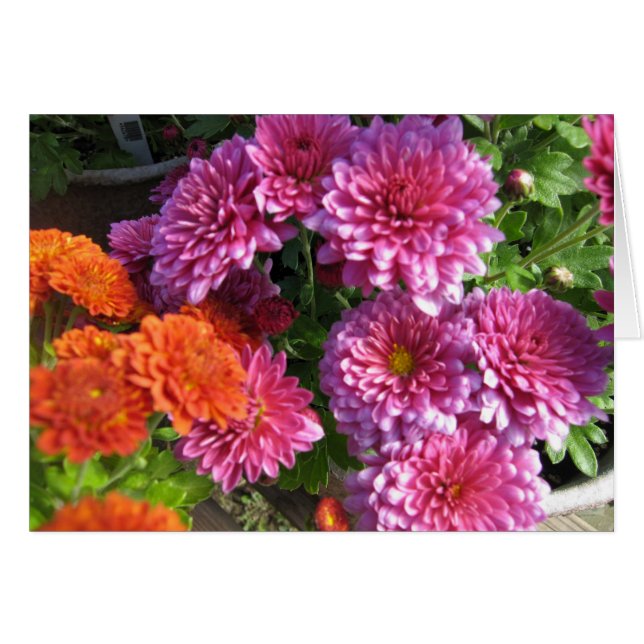 Cartão Recolhendo mães (Frente horizontal)