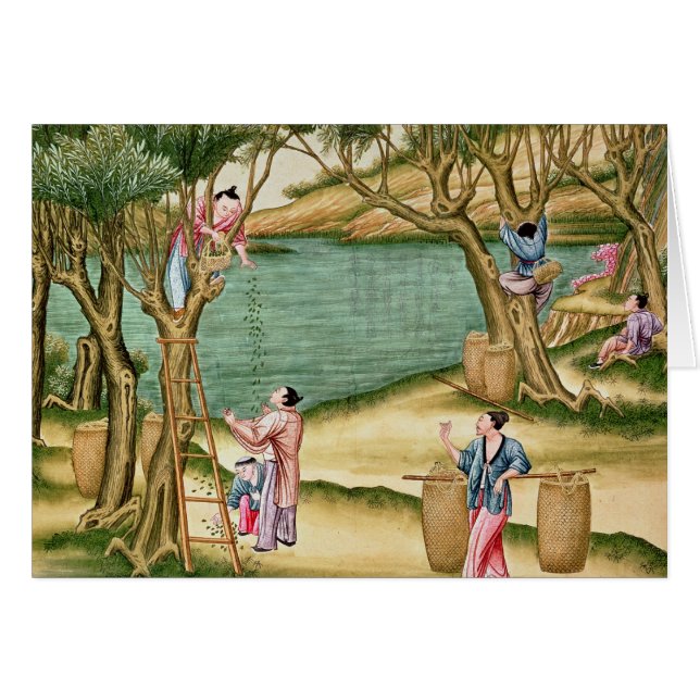 Cartão Recolhendo mulberries (Frente Horizontal)