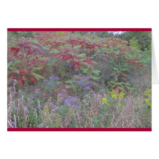 Cartão recompensa de Criação (Frente horizontal)