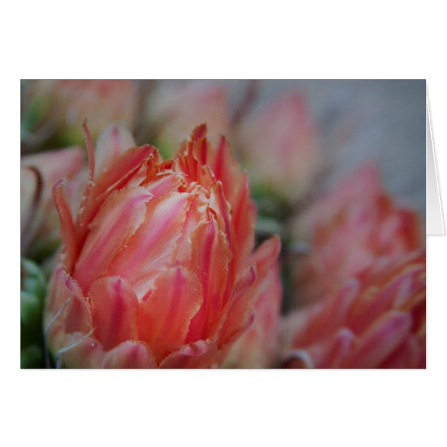 Cartão Recompensa de Summers Tardio (Frente Horizontal)