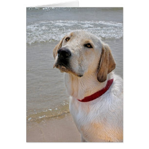 Cartão Recuperando Romance