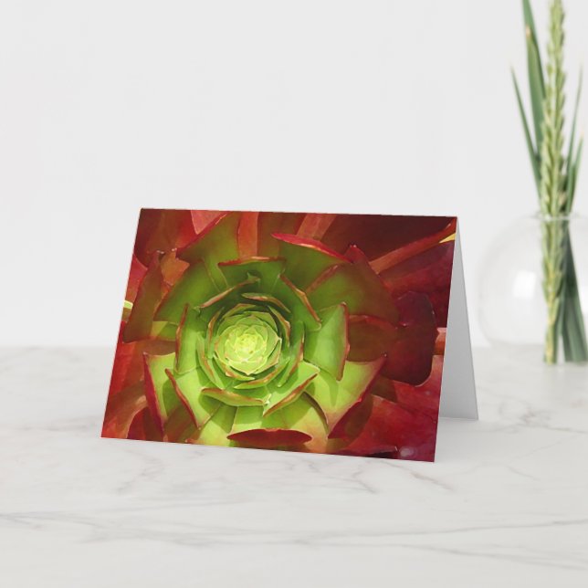 Cartão Red and Green Succulent by Amy Vangsgard (Frente)