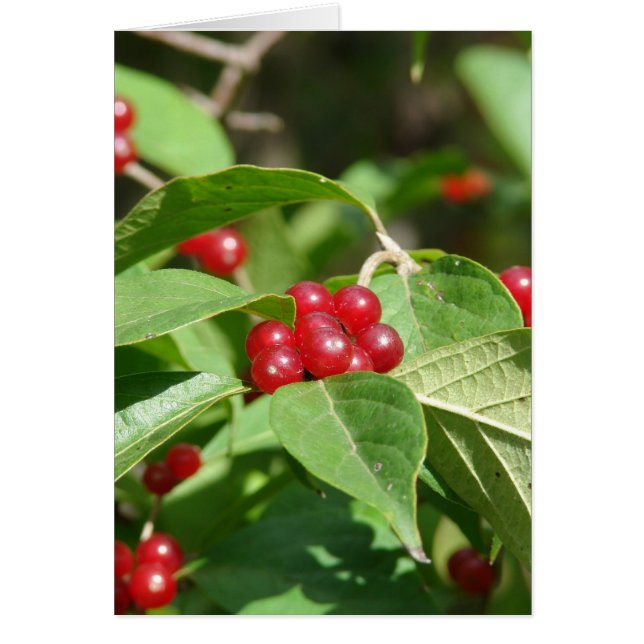 Cartão Red Berries Felry Natal (Frente)