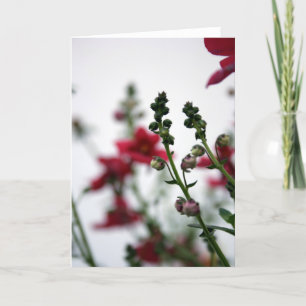 Cartão Red Blur Diascia 1 Fotografia Floral