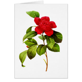 Cartão Red Camellia por Pierre Joseph Redoute