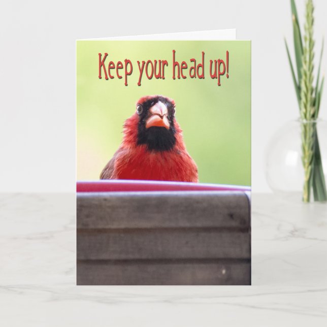 Cartão Red Cardinal Keep Your Head Up (Frente)