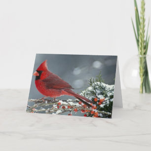 Cartão Red cardinal on icy branch of holly
