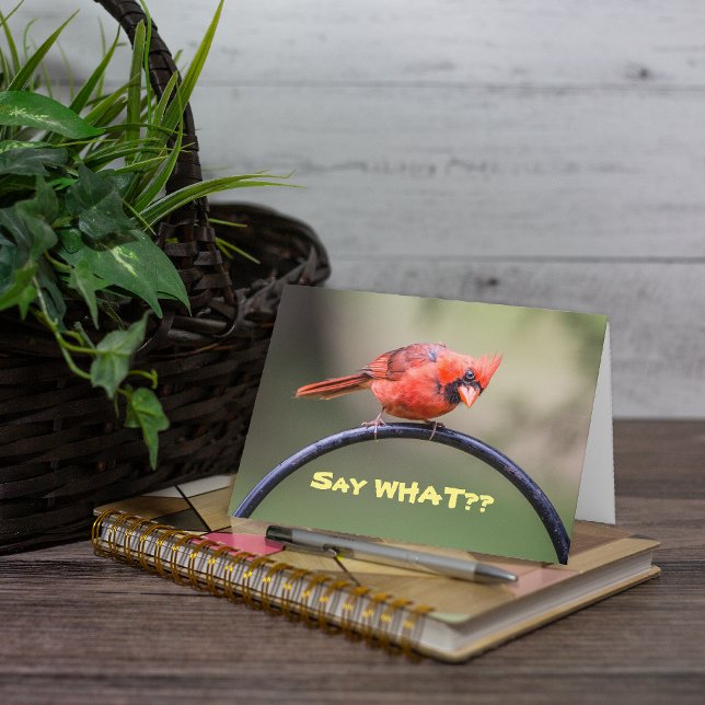 Cartão Red Cardinal with Funny Expression (This is a cute photo of a red Cardinal which lends itself well to a cute caption.)
