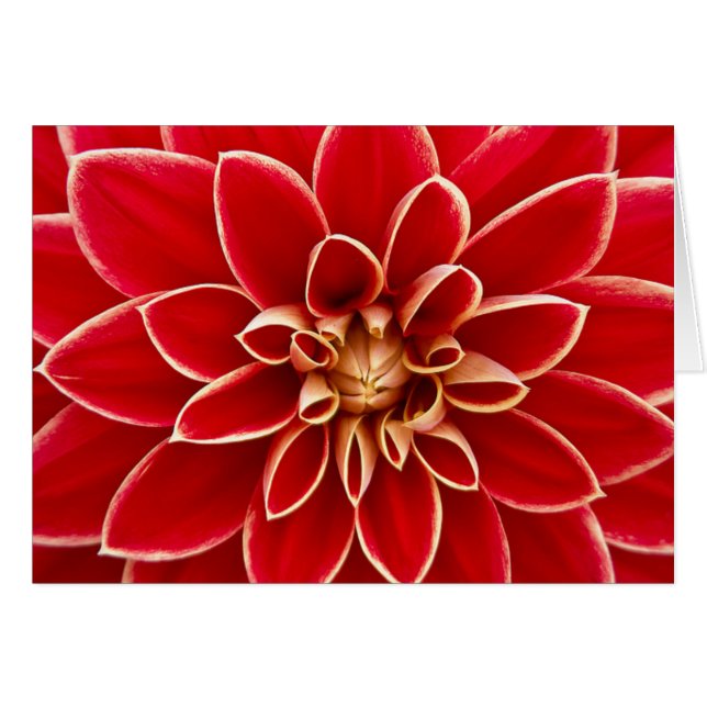 Cartão Red Dahlia (Frente Horizontal)